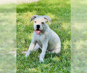 Boxer Dogs for adoption in  Katy, TX, USA