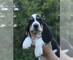 Puppy Egon Basset Hound