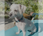 Mindy - Female Poodle (Miniature)-Unknown Mix Dog for Adoption - Small photo