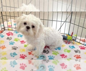Shih Tzu Puppy for sale in ORO VALLEY, AZ, USA