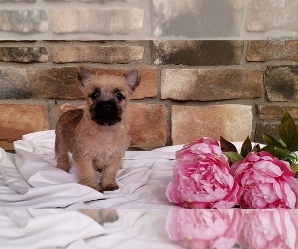 Medium Photo #3 Cairn Terrier Puppy For Sale in SUGARCREEK, OH, USA