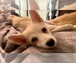 Small Photo #101 Pomsky Puppy For Sale in LOVELAND, CO, USA