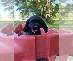 Cocker Spaniel Puppy for sale in SHERMAN, TX, USA