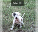 Small Photo #1 American Pit Bull Terrier Puppy For Sale in STEPHENVILLE, TX, USA