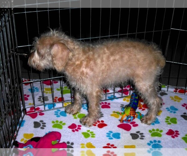 Medium Photo #10 Schnoodle (Miniature) Puppy For Sale in ORO VALLEY, AZ, USA