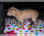 Small #9 Schnoodle (Miniature)