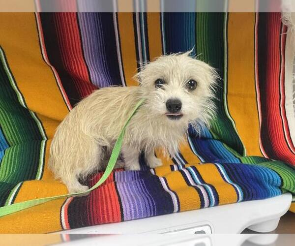 Medium Photo #1 Cairn Terrier Puppy For Sale in HESPERIA, CA, USA