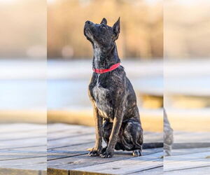 Janey - Female Mutt Dog for Adoption - Photo #8