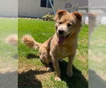 Small #3 Chow Chow Mix