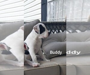 Olde English Bulldogge Puppy for sale in BLACKSBURG, SC, USA