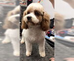 Small #1 Cavalier King Charles Spaniel Mix