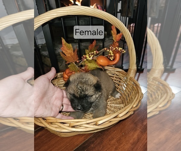 Medium Photo #13 Akita Puppy For Sale in ROSEVILLE, CA, USA