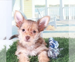 Havashire Puppy for sale in MOUNT VERNON, OH, USA