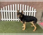 Small German Shepherd Dog