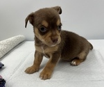 Small Photo #10 Chorkie Puppy For Sale in SAINT AUGUSTINE, FL, USA