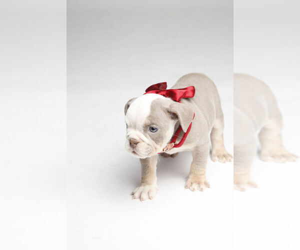 Medium Photo #1 English Bulldog Puppy For Sale in SIMPSONVILLE, SC, USA
