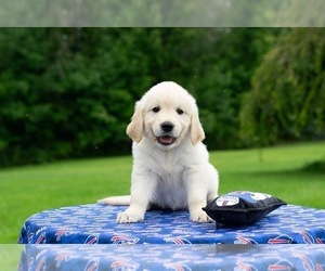 English Cream Golden Retriever Puppy for sale in RUSHVILLE, NY, USA