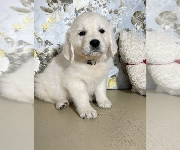 Medium Photo #2 English Cream Golden Retriever Puppy For Sale in AMITY, AR, USA