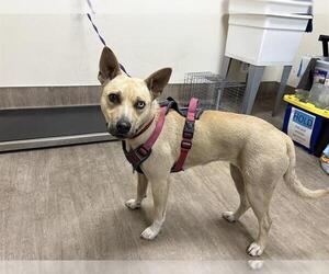 German Shepherd Dog-Siberian Husky Mix Dogs for adoption in Pasadena, CA, USA