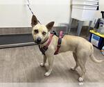 Small German Shepherd Dog-Siberian Husky Mix