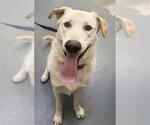 JORDI - Male Labrador Retriever Dog for Adoption - Small photo