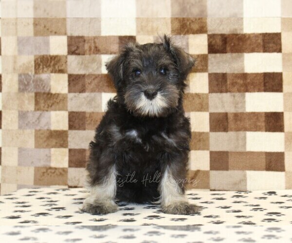 Medium Photo #3 Schnauzer (Miniature) Puppy For Sale in DENVER, PA, USA