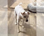 Small #1 Poodle (Miniature)