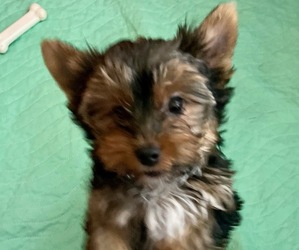 Yorkshire Terrier Puppy for sale in MADEIRA BEACH, FL, USA