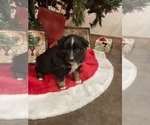Australian Shepherd Puppy for Sale in CULLEOKA, Tennessee USA