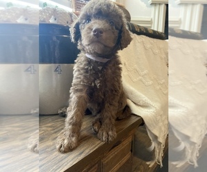 Aussiedoodle-Goldendoodle Mix Puppy for sale in BOILING SPRINGS, SC, USA