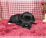 Small #4 Golden Mountain Dog