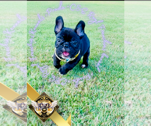 French Bulldog Puppy for sale in ATHENS, GA, USA