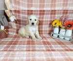 Small Photo #73 Golden Retriever Puppy For Sale in FALCON, CO, USA
