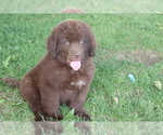 Small Newfoundland