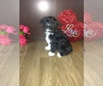 Small Photo #13 Maltese Puppy For Sale in LAPEER, MI, USA