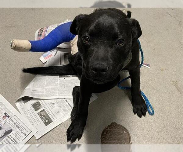 Medium Photo #1 Mutt Puppy For Sale in Modesto, CA, USA