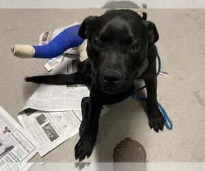 Mutt Dogs for adoption in Modesto, CA, USA