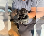 Litter of 10 - Male(s) and Female(s) Cane CorsoLitter of Puppies for Sale - Photo #9