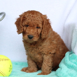 Goldendoodle (Miniature) Puppy for sale in GAP, PA, USA