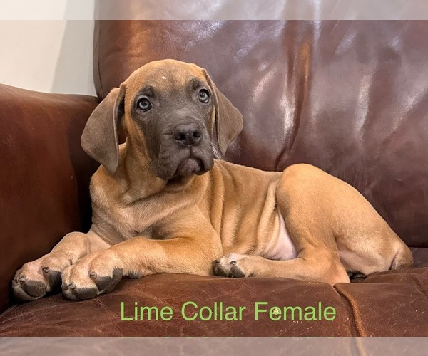 Medium Photo #1 Cane Corso Puppy For Sale in LA PLATA, MD, USA