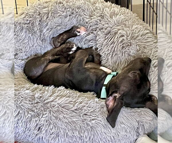 Medium Photo #4 Mutt Puppy For Sale in San Juan Capistrano, CA, USA