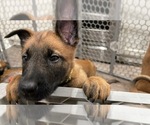 Small Photo #58 Belgian Malinois Puppy For Sale in REESEVILLE, WI, USA