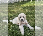 Puppy Griffindog Poodle (Standard)