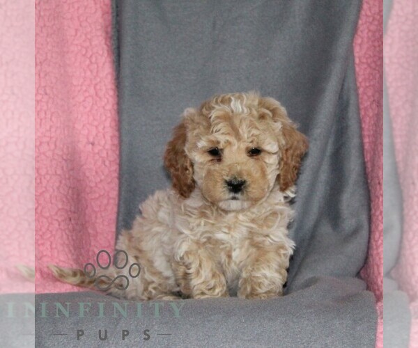 Medium Photo #1 Poodle (Miniature) Puppy For Sale in KIRKWOOD, PA, USA