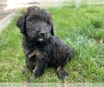Small Photo #5 Bernedoodle Puppy For Sale in GILBERT, AZ, USA