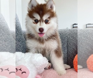 Pomsky Puppy for sale in LOS ANGELES, CA, USA