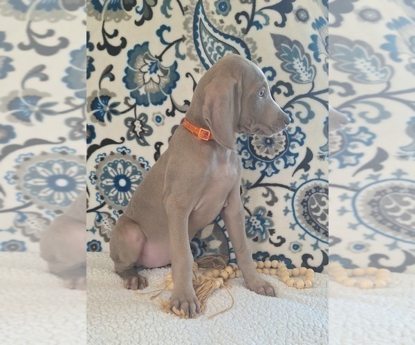 Medium Photo #2 Weimaraner Puppy For Sale in LEWISBURG, KY, USA