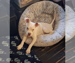 Small #1 Bulldog Mix
