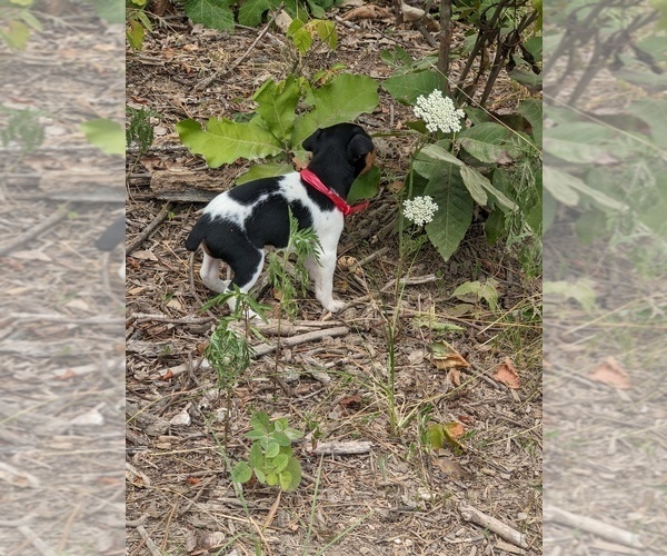 Medium Photo #2 Rat Terrier Puppy For Sale in DORA, MO, USA