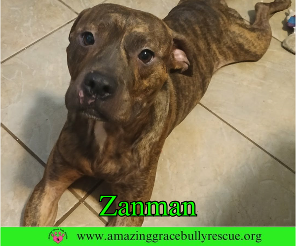 Medium Photo #4 Bulldog-Unknown Mix Puppy For Sale in Milton, FL, USA